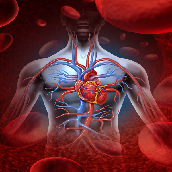 study cardiovascular disease