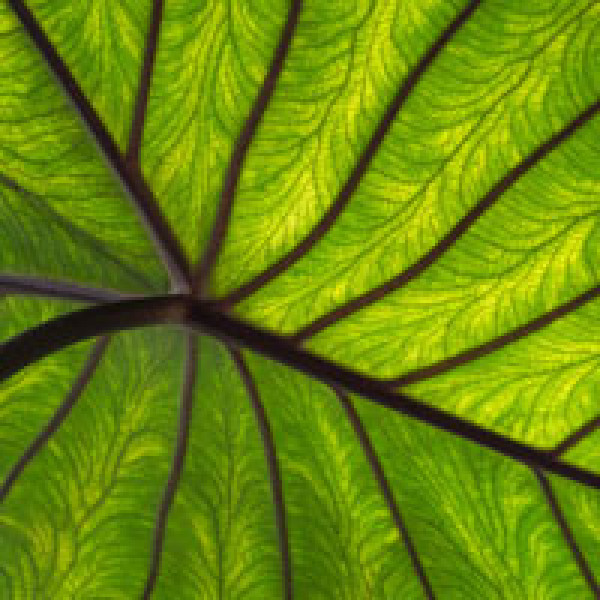 4 Amazing, Evidence-Backed Bone-Saving Powers Of Chlorophyll (And How To Get More Of It) bone saving chlorophyll