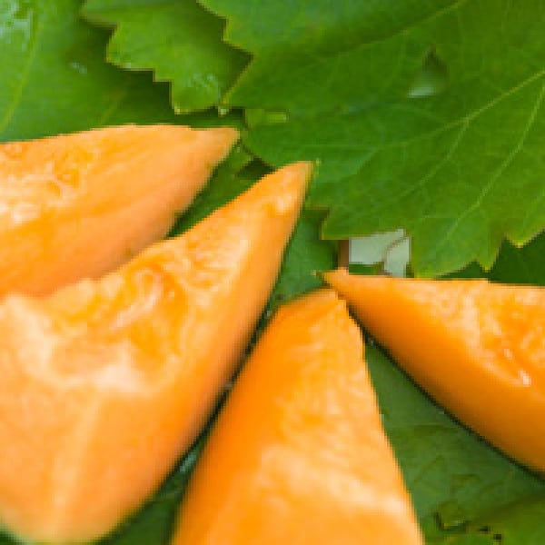 cantaloupe