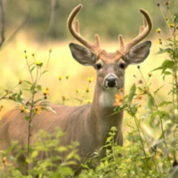 deer antlers osteoporosis