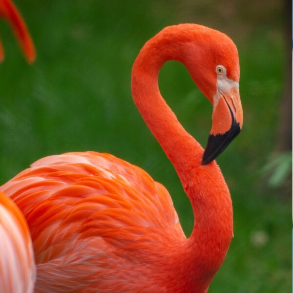 Brush Like A Flamingo To Prevent Falls flamingo brush