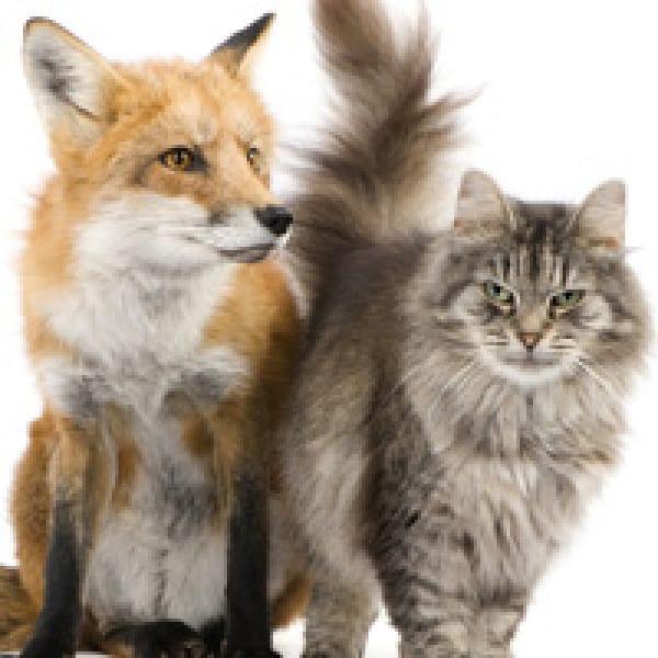 fox cat