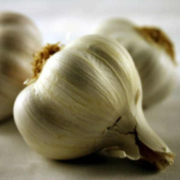 garlic