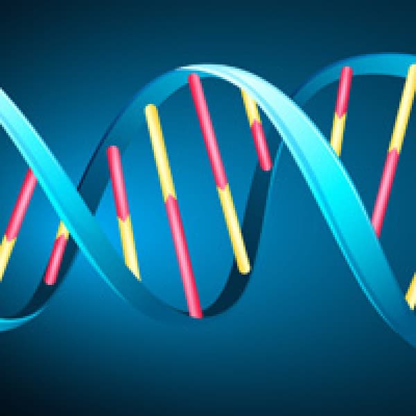 glutamine bone health