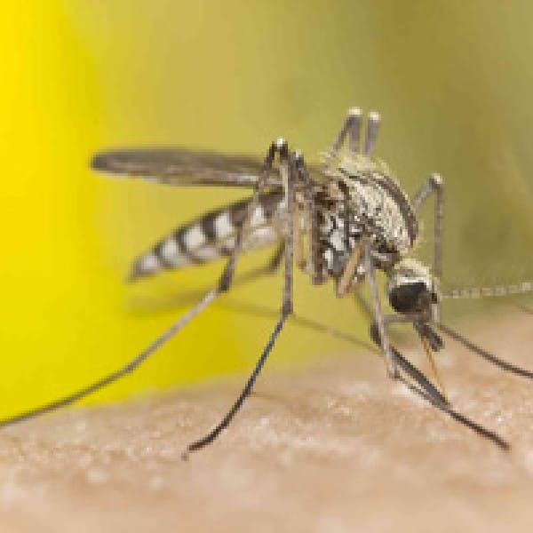 These 4 Bone Damaging Foods Attract Mosquitoes And Their Diseases mosquitos bone health
