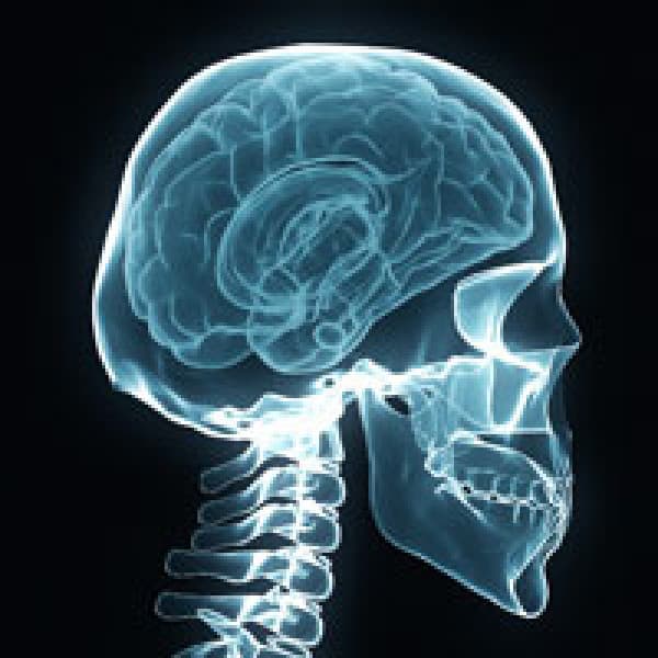 This Recently Discovered, Fascinating Brain-Bone Connection Will Amaze You new brain bone connection