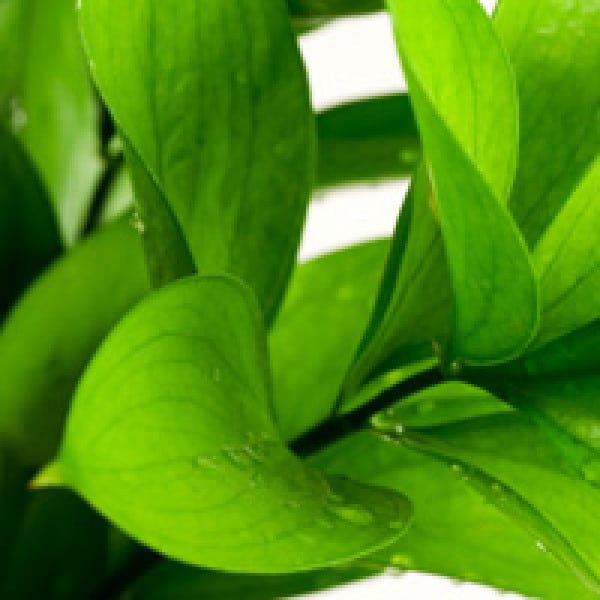 Use Houseplants To Prevent Bone Loss plant