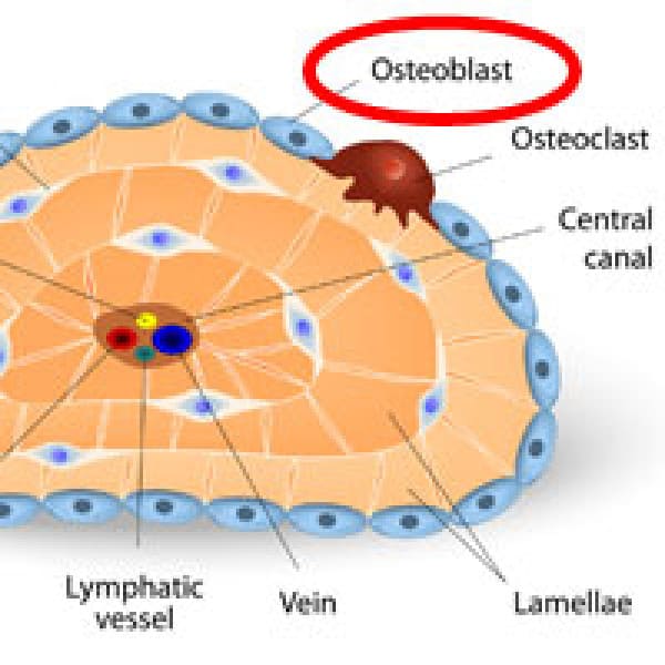 polyphenol protects osteoblasts