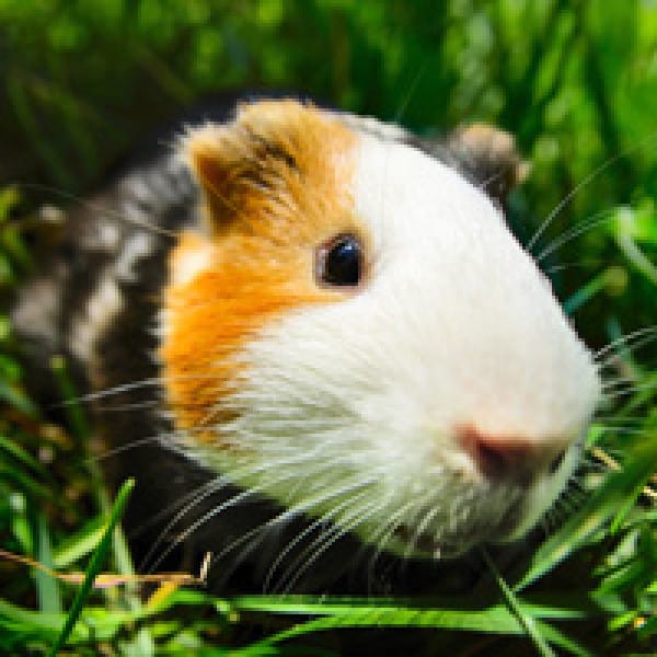 prolia denosumab guine pig