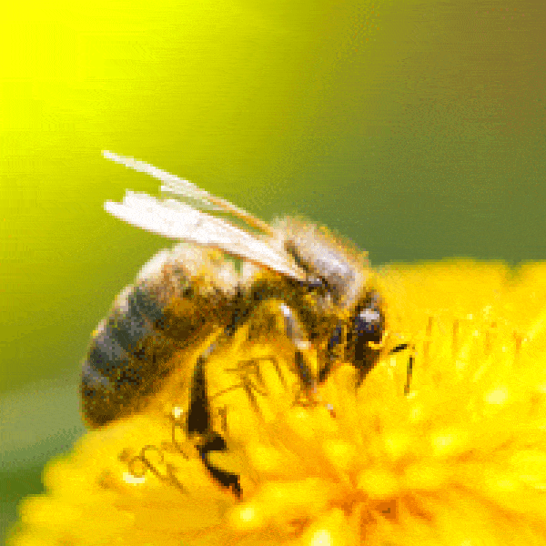 propolis osteoporosis