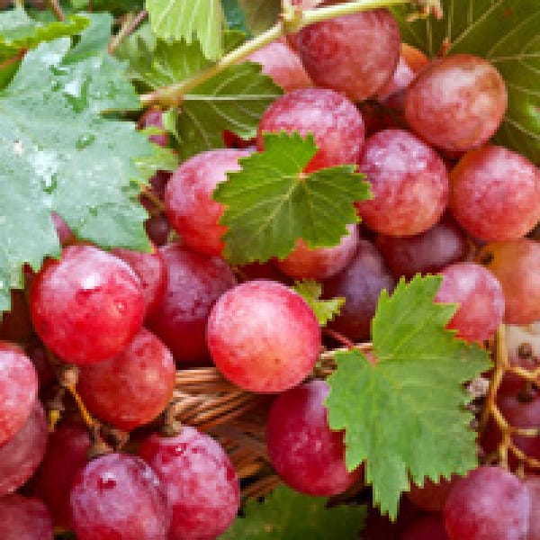 resveratrol osteoporosis