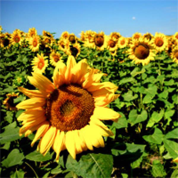 sunflower seeds osteoporosis