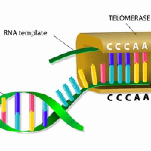 telomere bone health