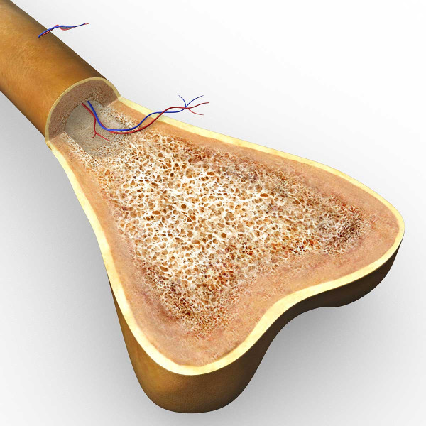 Tristetraprolin: The Protein That Builds Your Bones (And 3 Easy Ways To Get It) tristetraprolin bones